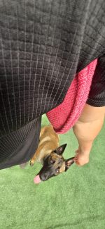 Almohada de Lino Francés XL 1 Asa – Training K9 - Imagen 7