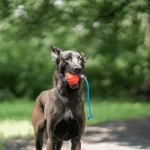 Pelota Divertida HS Sprenger - Imagen 3